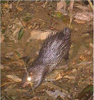Third and smallest Porcupine: A new find in Bhutan | WWF Third and smallest Porcupine: A new find in Bhutan | WWF
