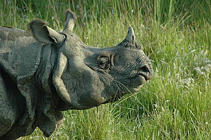 Chitwan National Park is home to the second largest population of greater one horned rhinoceros. 