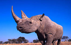 A black rhinoceros (Diceros bicornis) in Zimbabwe.