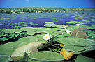 White water lily (Nymphaea alba); Danube-Carpathian
Lake inside reeds, with White waterlily, Nymphaea alba. Ismail Islands, Ukraine