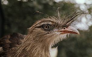 Red-legged seriema, Chapada dos Veadeiros National Park, Brazil.