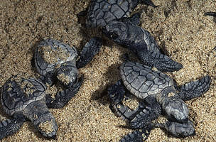 26.232 more hectares for the conservation of Colombian marine areas and ...