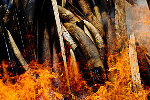 Large ivory theft in Gabon highlights urgent need to secure stockpiles ...