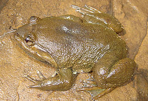 Khorat big-mouthed frog (<i>Limnonectes megastomias</i>)