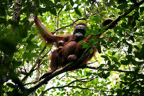 Borneo Wildlife WWF