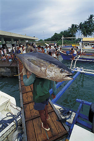 Yellow fin tuna in fish market/Philippines